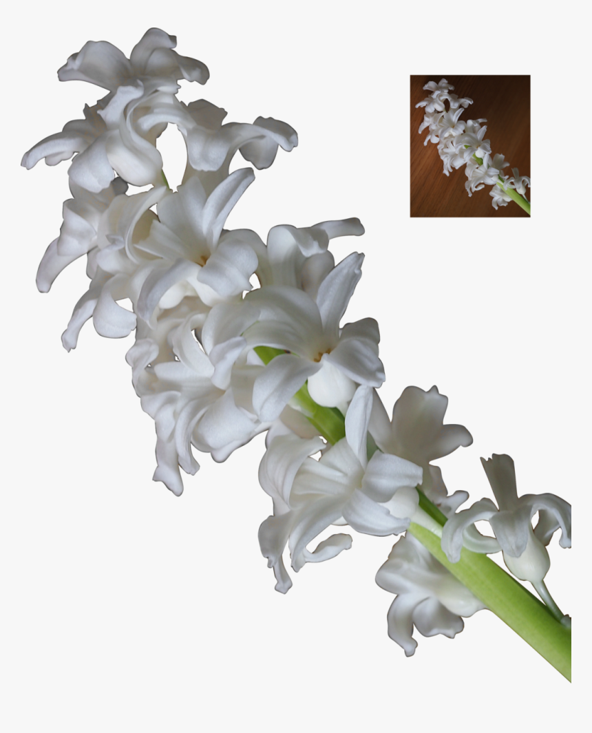 3d White Flowers - White Stock Flower Png, Transparent Png