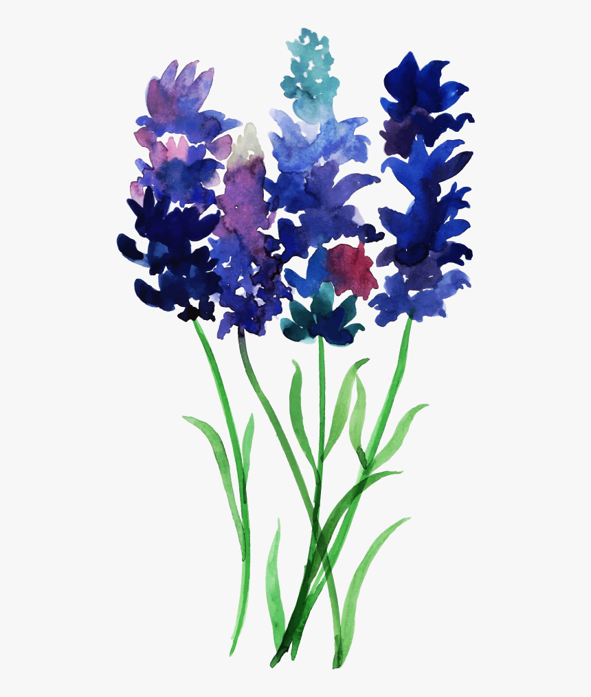 Bluebonnet, HD Png Download