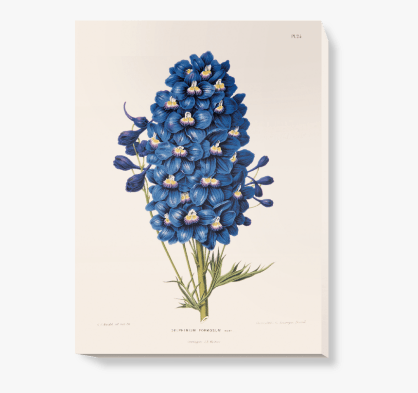 Blue Flowers Vintage Illustrations, HD Png Download