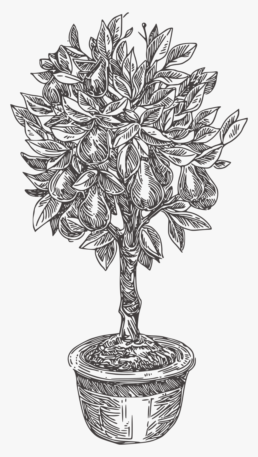 Pear-tree - Houseplant, HD Png Download