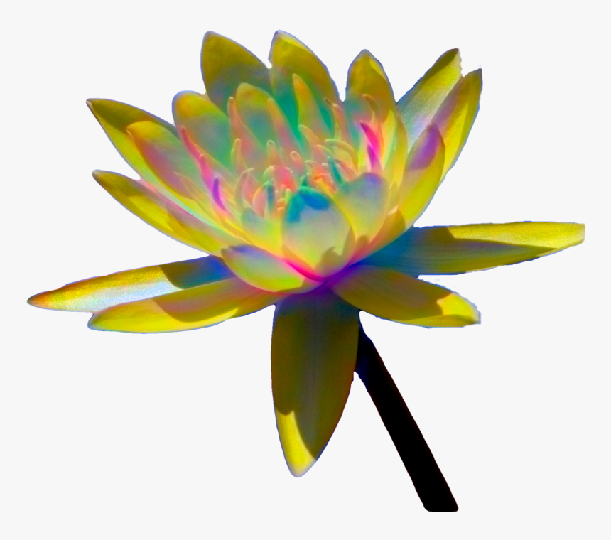 Sacred Lotus, HD Png Download