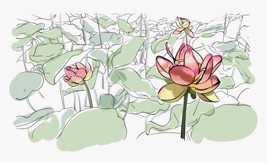 Lilies, HD Png Download