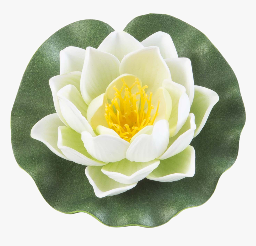 Aquatic Plant, HD Png Download