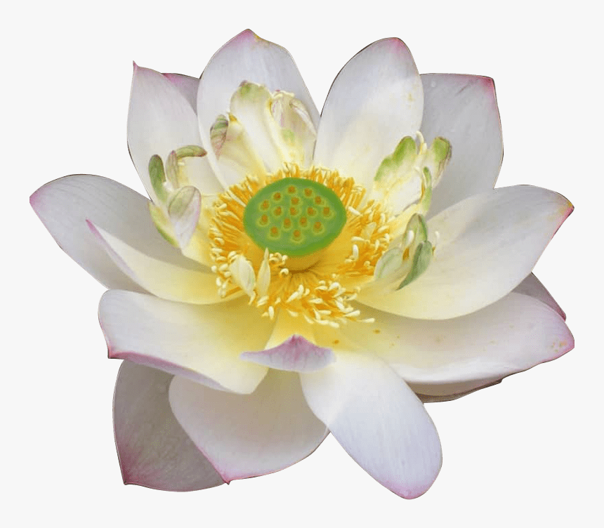Sacred Lotus, HD Png Download