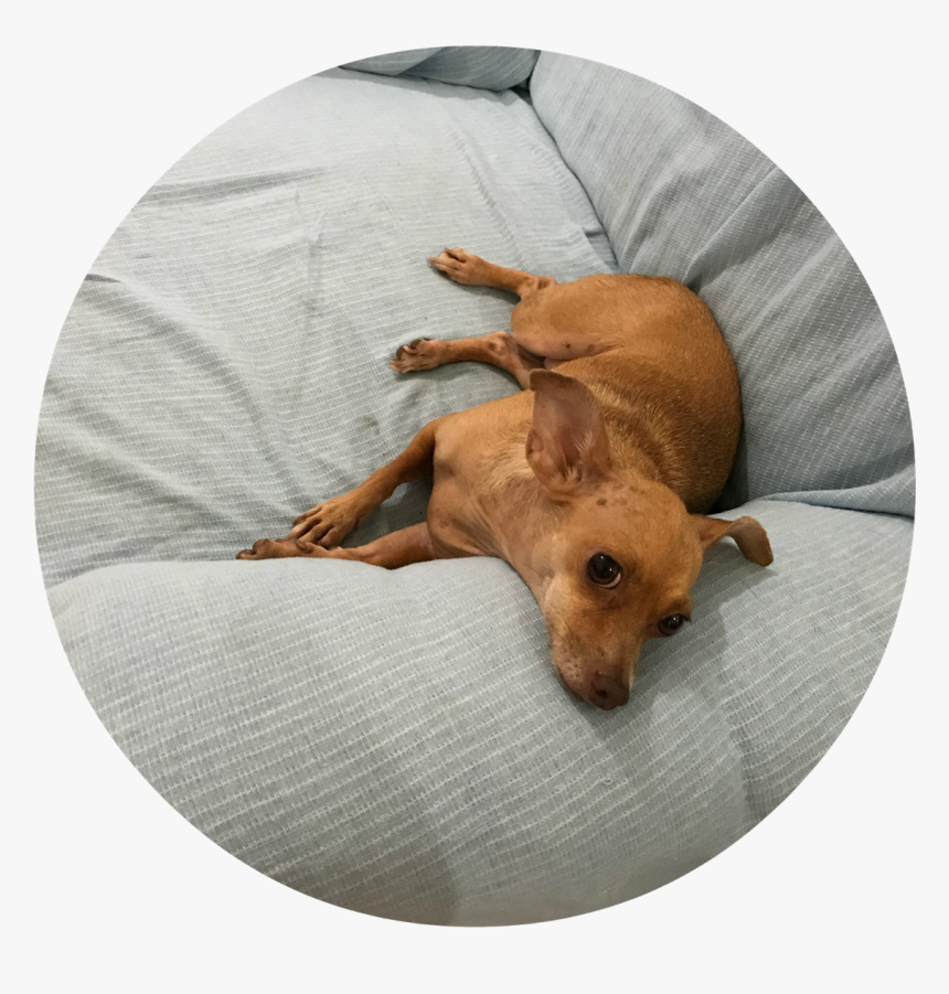 Dachshund, HD Png Download