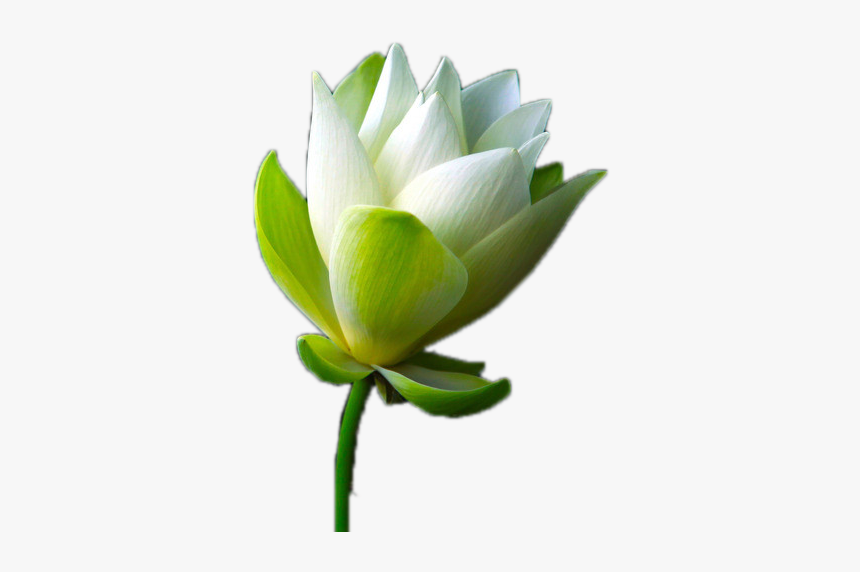 Sacred Lotus, HD Png Download