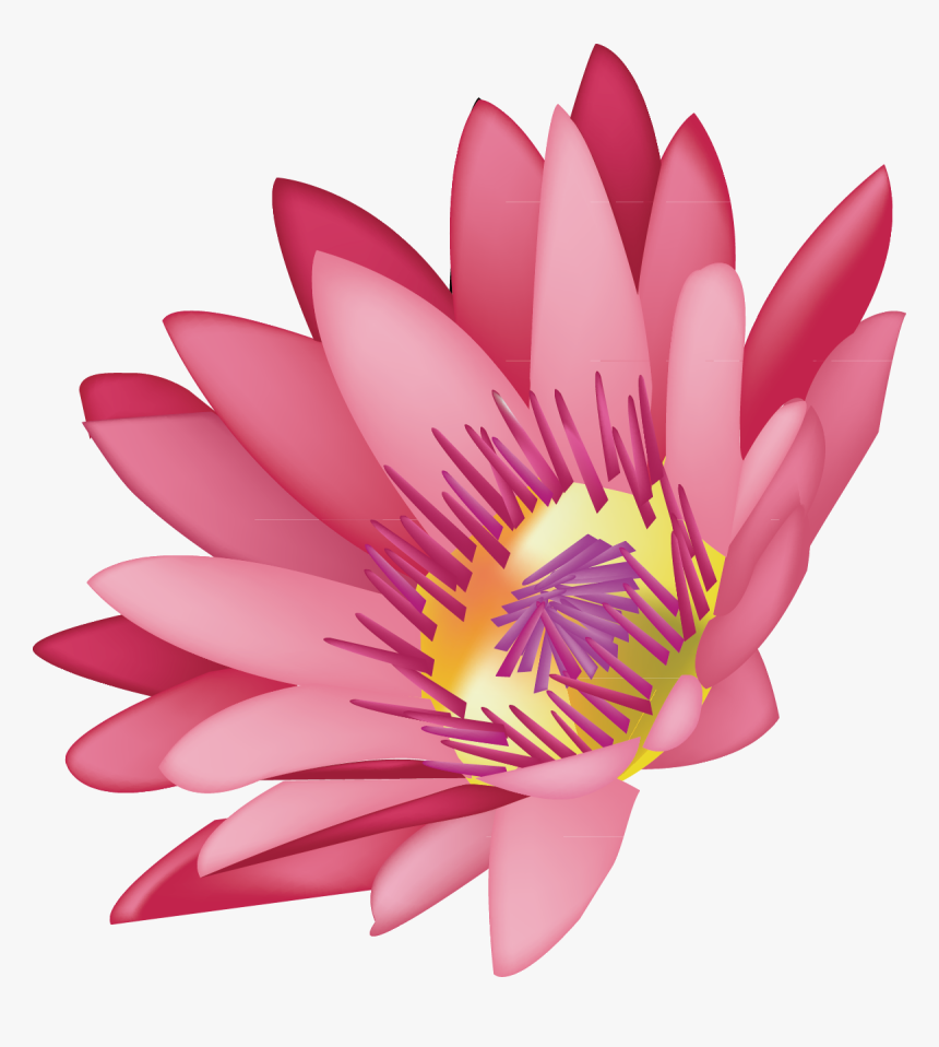 Transparent Water Lilies Png - Water Lily, Png Download