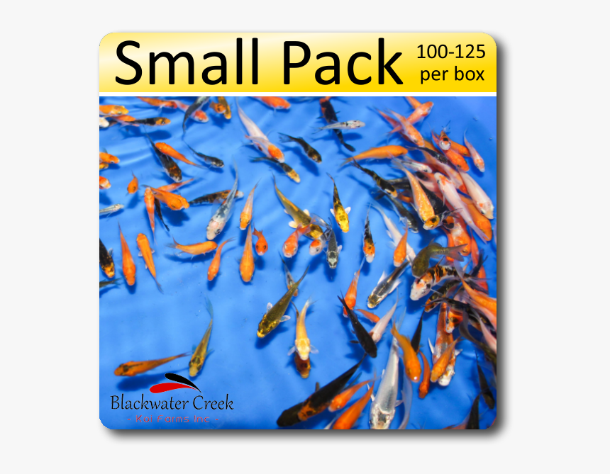 Small Black And Orange Fish, HD Png Download
