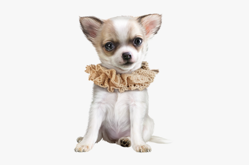 Chihuahua Dog Png, Transparent Png