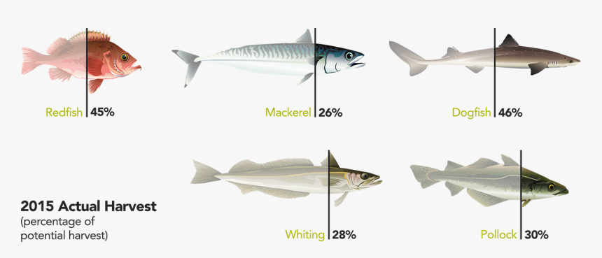 Pacific Sturgeon, HD Png Download