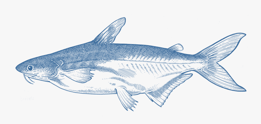 Coregonus Lavaretus, HD Png Download