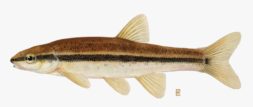 Notropis Heterolepis, HD Png Download
