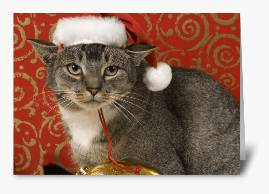 Merry Christmas Greeting Card - Grey Tabby Merry Christmas, HD Png Download