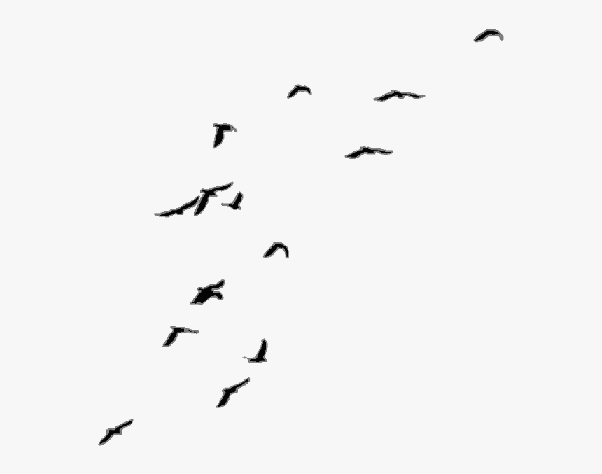 Transparent Background Birds Flying Png, Png Download