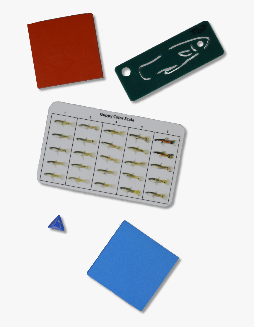 Transparent Small Fish Png - Dominoes, Png Download