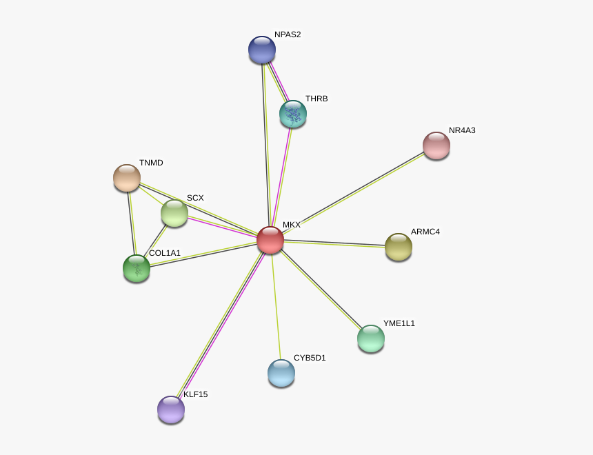 Mkx Protein, HD Png Download