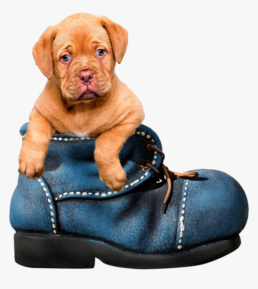 Puppy Dog Png Image - Transparent Background Cute Animals, Png Download