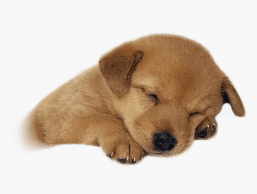 Free Png Cute Puppies Png Images Transparent, Png Download