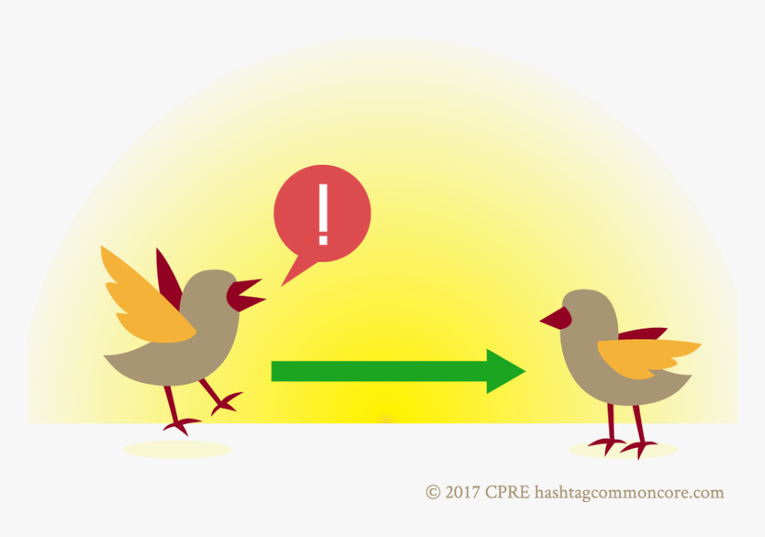 Duck, HD Png Download