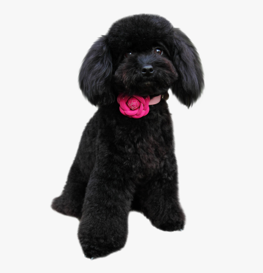 Poodle In Png - Poodle Png, Transparent Png