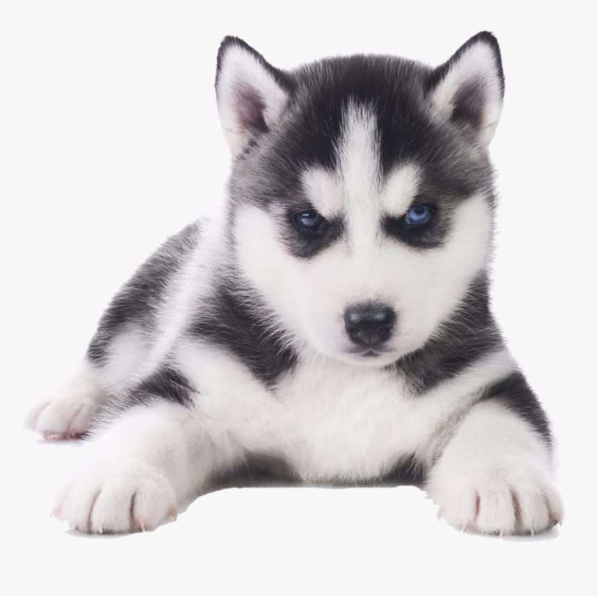 Husky Png Transparent Images - Husky Puppy White Background, Png Download
