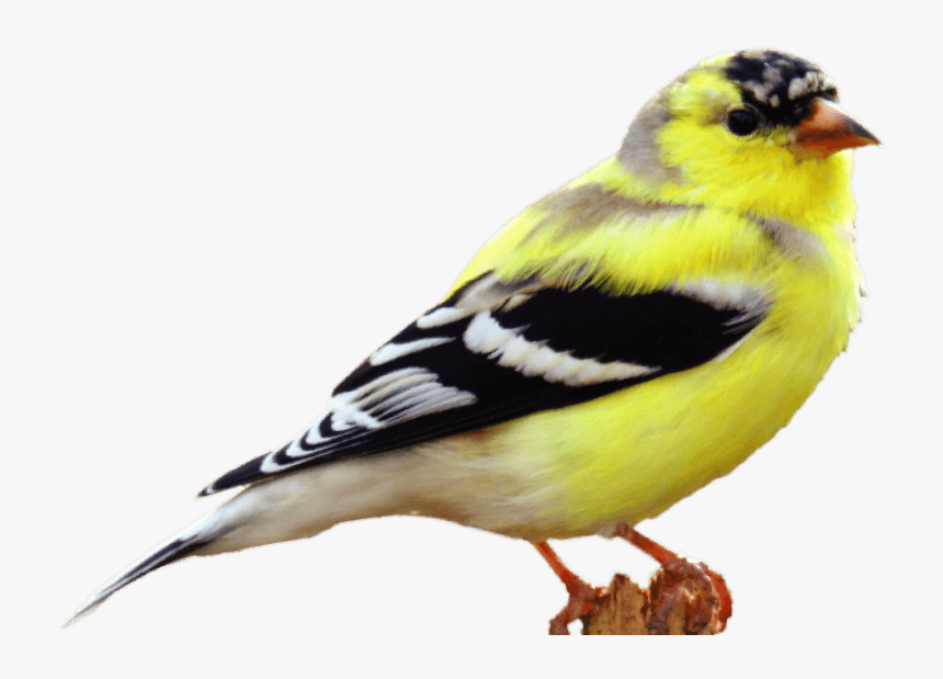 American Goldfinch Png, Transparent Png