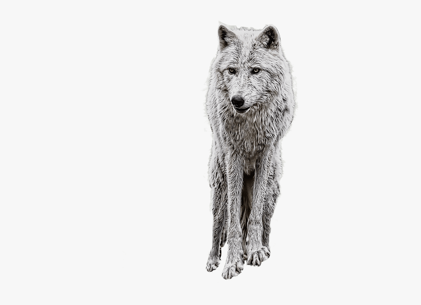 Wolf Png Clipart Png - Manipulation Background And Png, Transparent Png