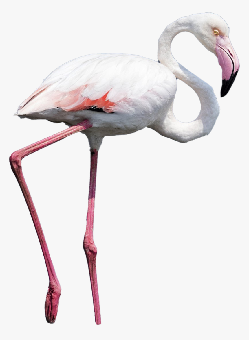 Real Flamingo Png Photos - Flamingo Png, Transparent Png