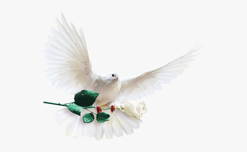 Columbidae Columba Clip Art - White Dove With White Rose, HD Png Download