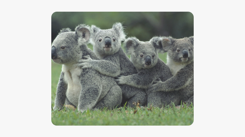 Koala Bear Rectangle Mousepad - Koala High On Eucalyptus, HD Png Download