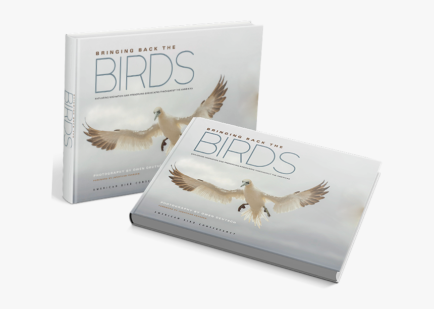 About Bird - Barn Owl, HD Png Download