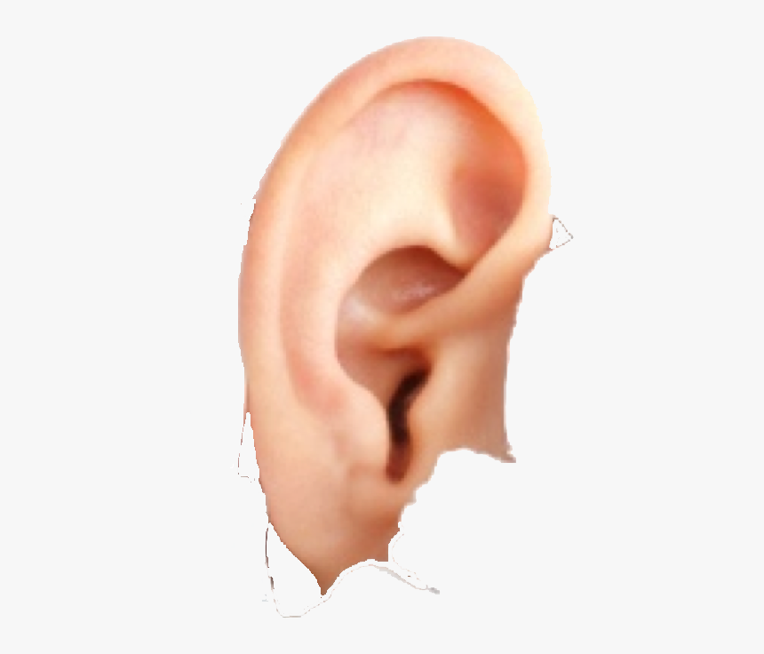 Ear Free Download Png - Ear, Transparent Png