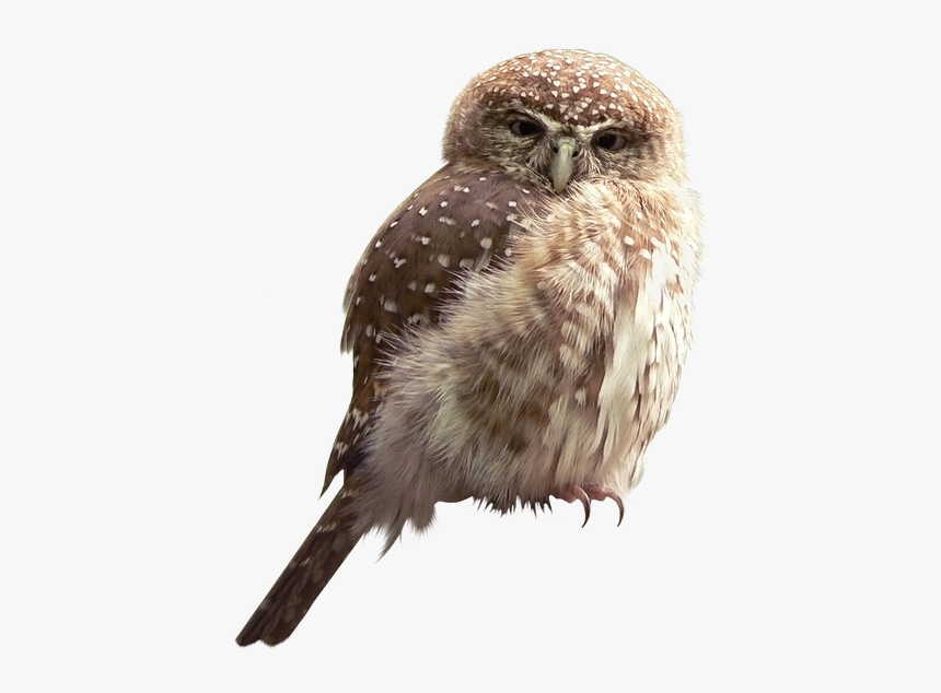 Совенок, Сова, Филин, Птица, Eule, Uhu, Vogel, Hibou, - Hate Winter Funny, HD Png Download