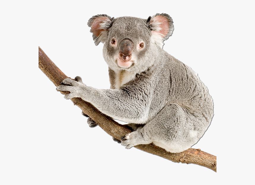 Koala Bear Happy Birthday , Png Download, Transparent Png