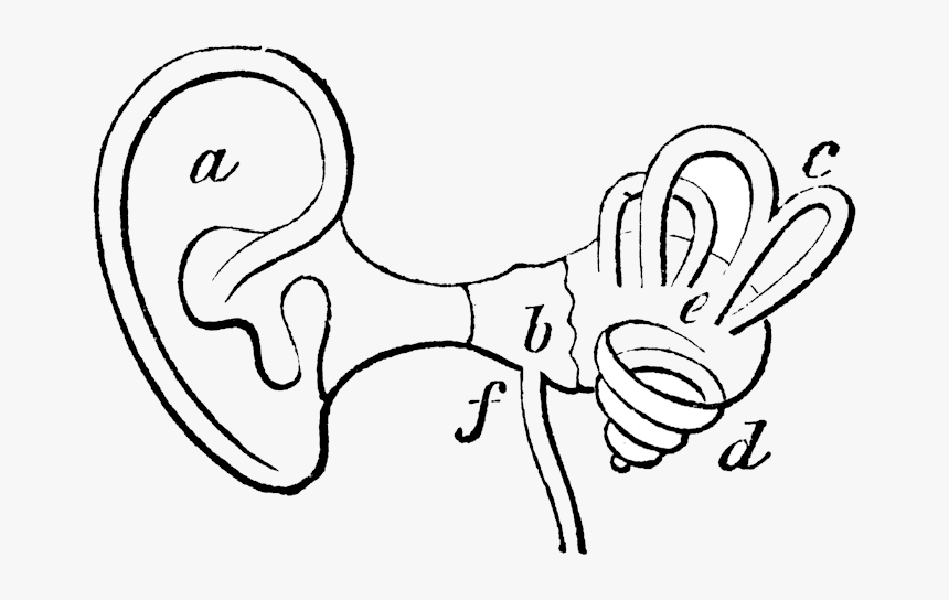Ear Clipart Black And White Library Free Images Transparent - Inside Ear Clip Art, HD Png Download