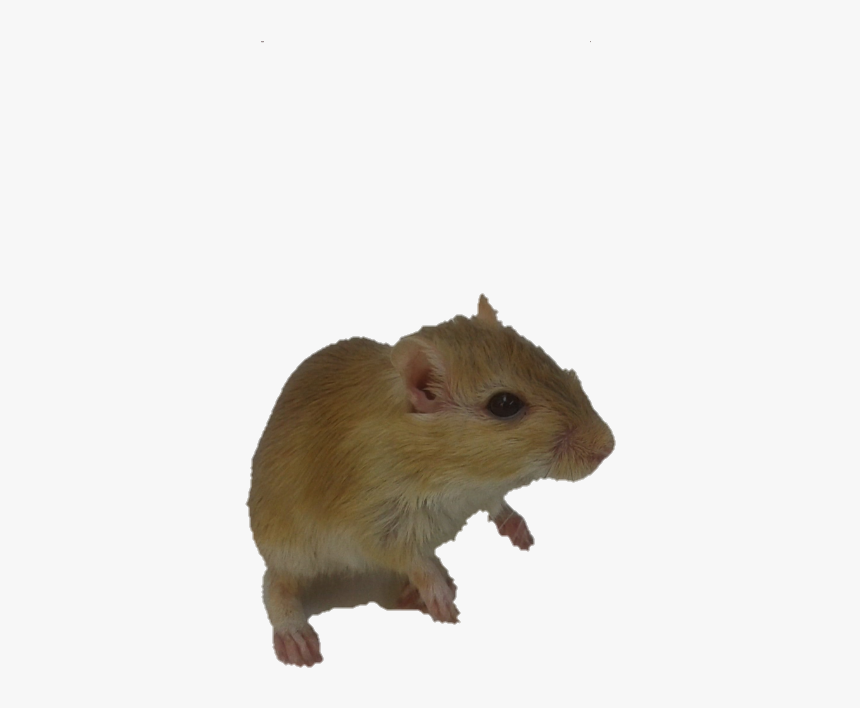 Rato Fundo Transparente, HD Png Download