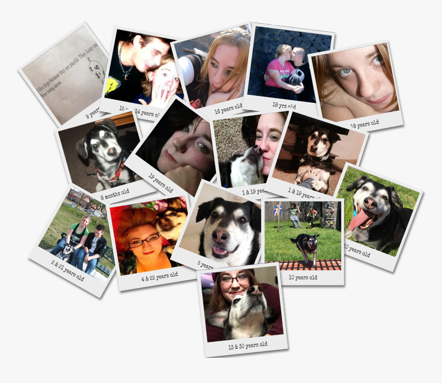 Transparent Sad Puppy Png - Collage, Png Download