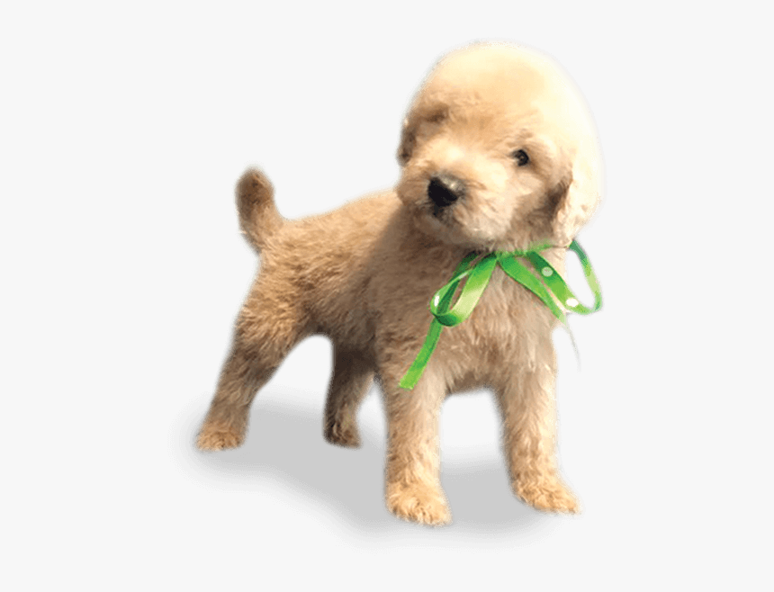 cockapoo mini poodle