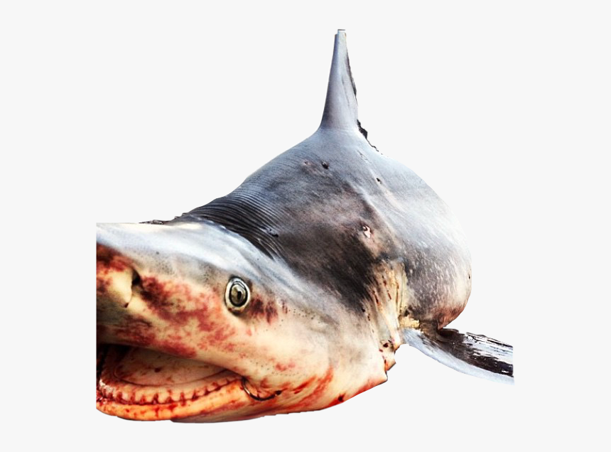 #shark #deadshark #sharkweek #sharkmouth #sharktooth - Billfish, HD Png Download