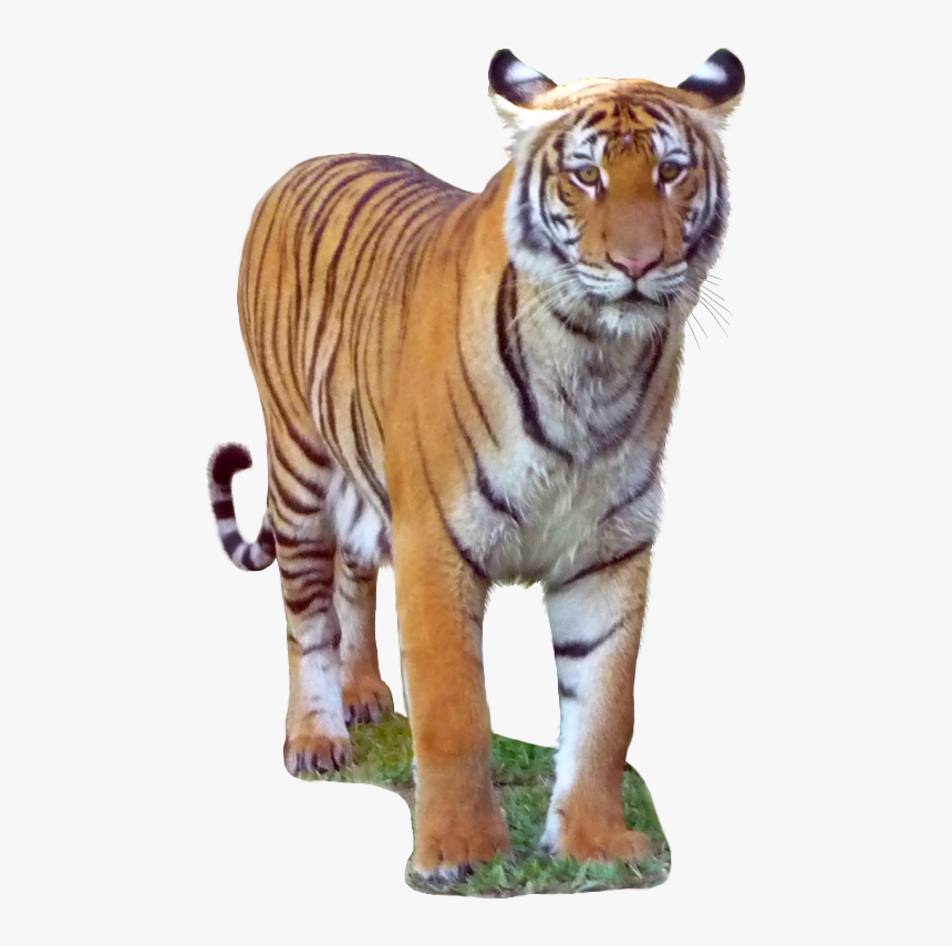 Malayan Tiger Transparent Background , Png Download - Siberian Tiger, Png Download