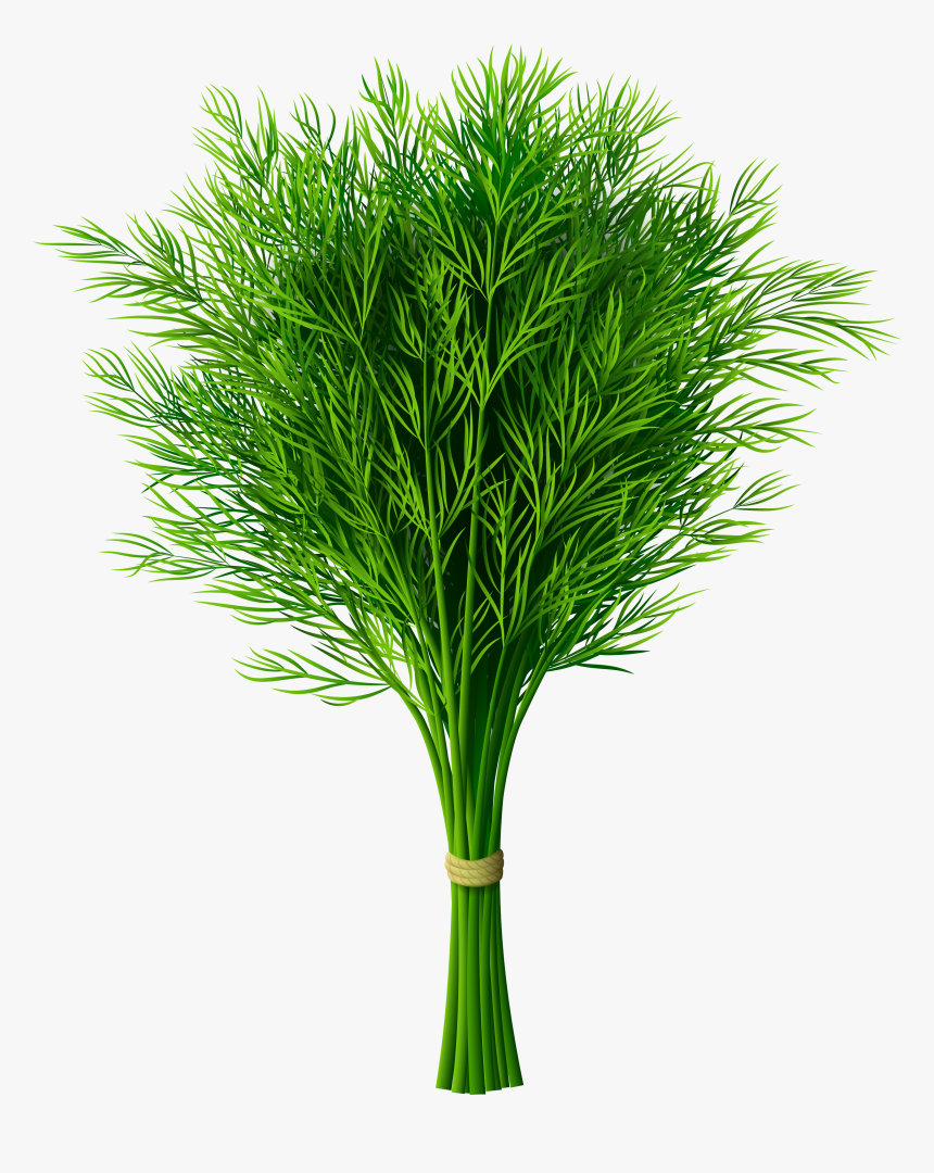 3426x4121, Image V - Dill Png, Transparent Png