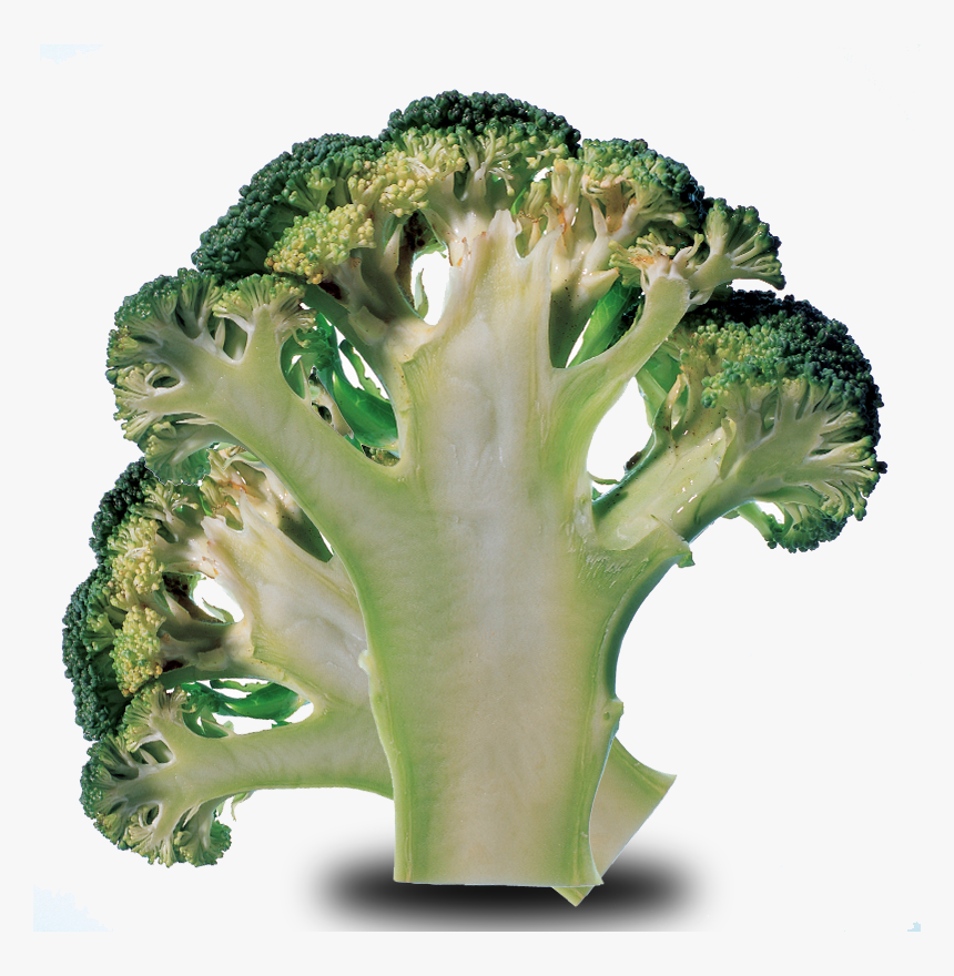Transparent Brocolli Png - Broccoli, Png Download