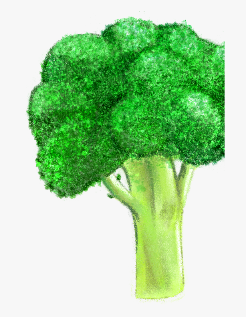 Broccoli, HD Png Download