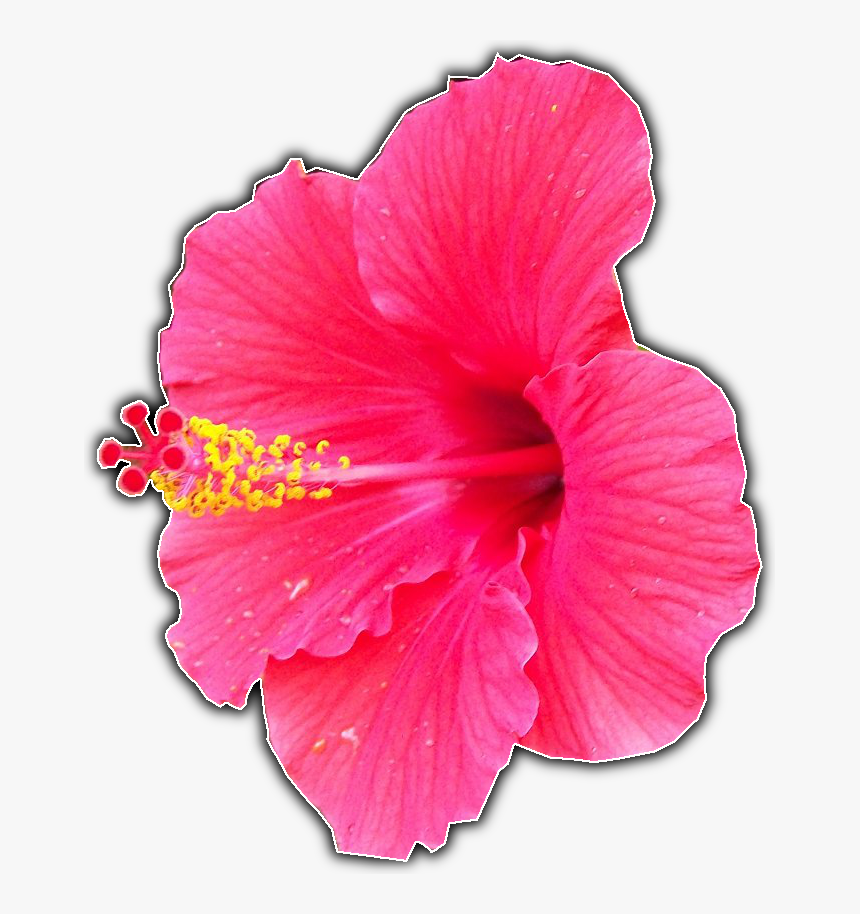 Hawaiian Hibiscus, HD Png Download