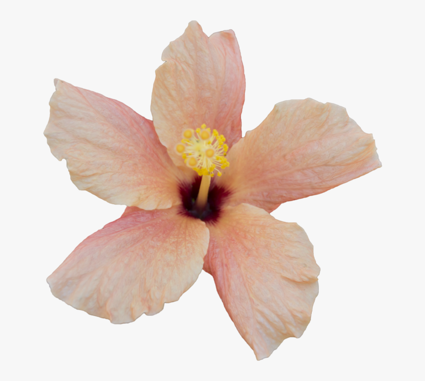 Clip Art Orange Hibiscus Flower - Free To Use Flower, HD Png Download
