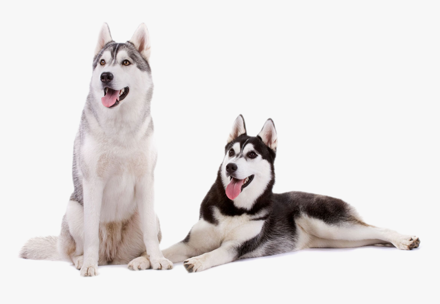 Siberian Breed Tails Of The Tundra Rescue - Siberian Husky Husky Transparent Background, HD Png Download