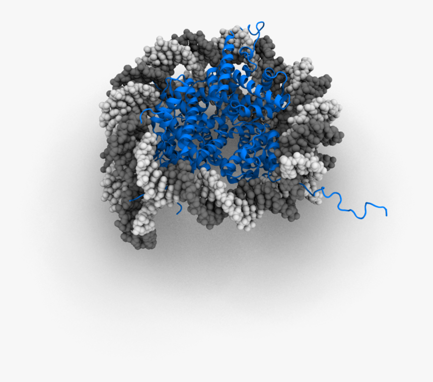 Nucleosome 3d Model, HD Png Download