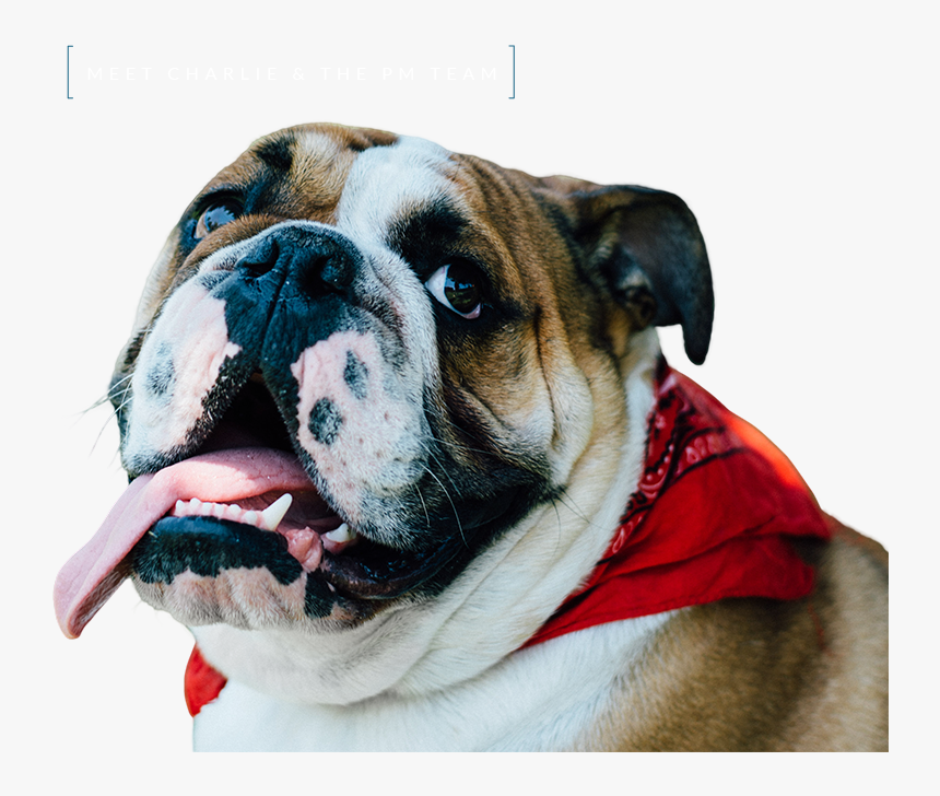 Transparent Bulldog Face Png - Australian Bulldog, Png Download