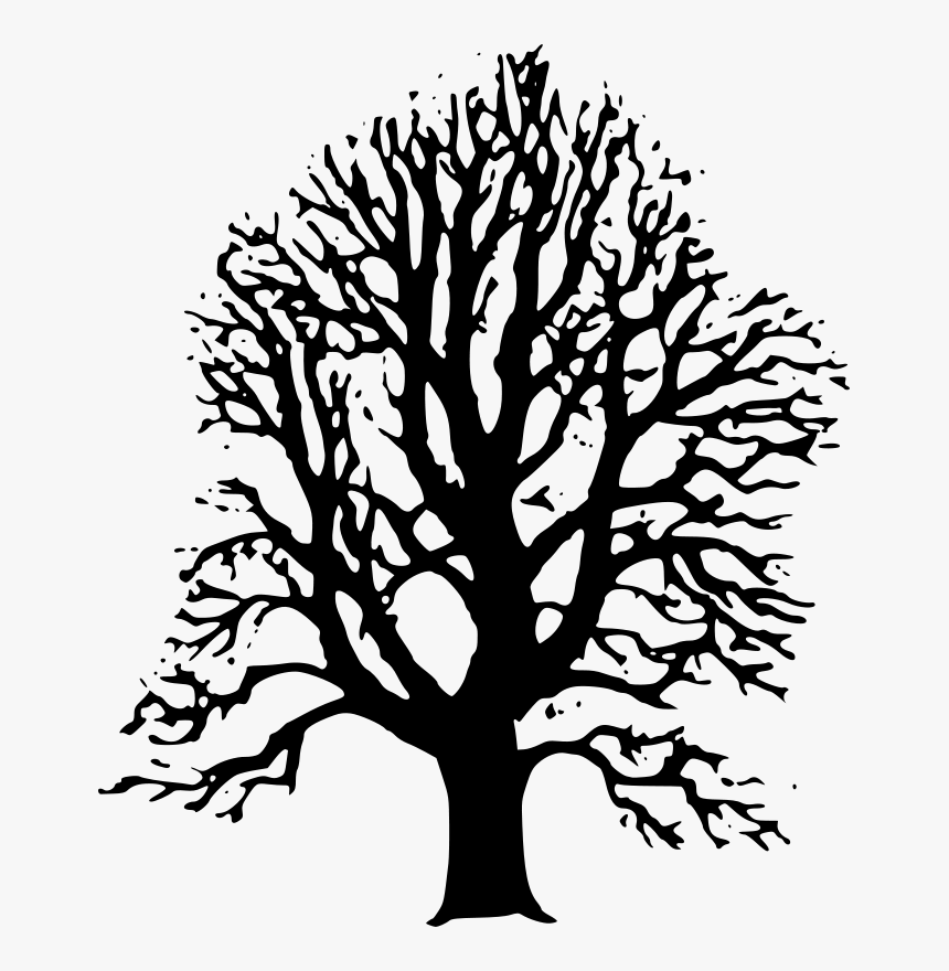 Clipart Black Tree Png - Lime Tree Drawing, Transparent Png