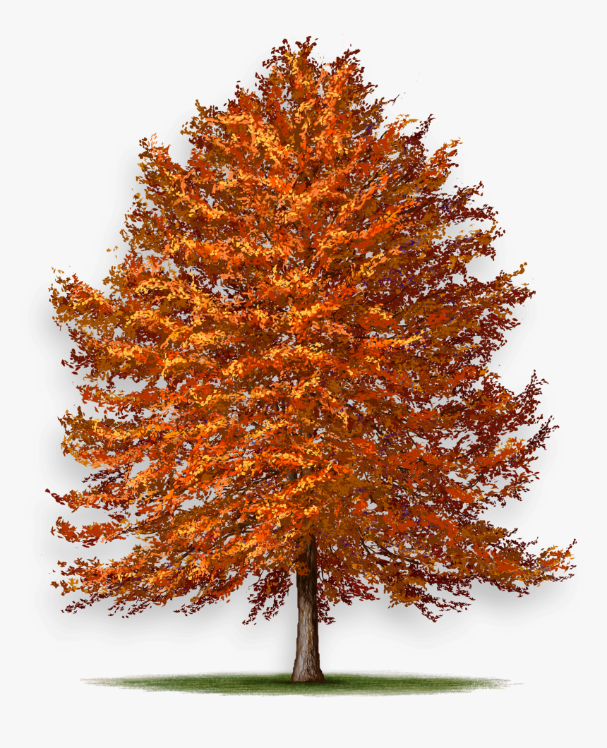 Maple, HD Png Download